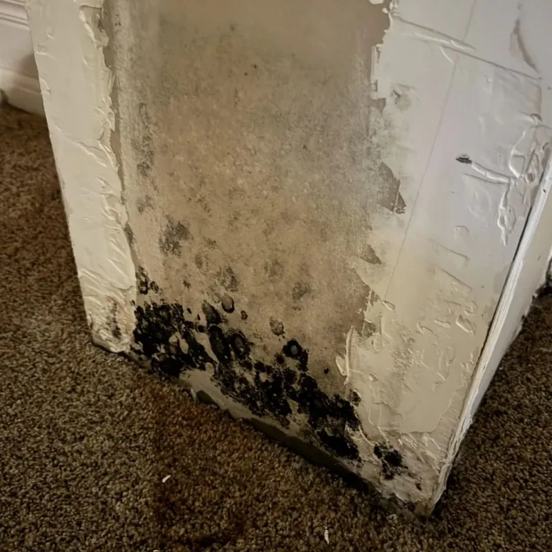 Professional Mold Removal in Covington, OH